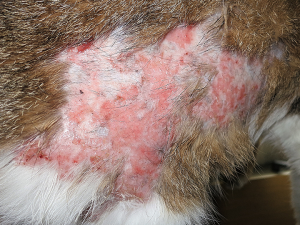 こんな症例が治ります シリーズ ２０３ 猫の好酸球性肉芽腫 も的確な診断と治療で治します 湘北どうぶつ次世代医療センター 大和市