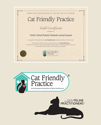 cat friendly practice