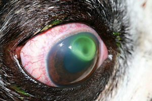 こんな症例も治りますシリーズ ３７３ 犬の角膜穿孔 も 適切な診断と治療で治します 湘北どうぶつ次世代医療センター 大和市