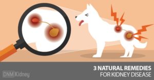 朗報です! 】 当院は、ワンちゃん猫ちゃんの【 腎臓病を治せる確率が