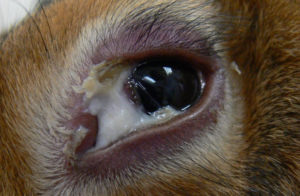 こんな症例も治りますシリーズ ３７９ ウサギの激しい目ヤニ も 適切な診断と治療で治します 湘北どうぶつ次世代医療センター 大和市