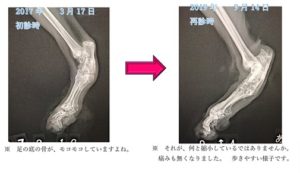 スコティッシュフォールド猫の骨瘤で悩まれている方に またもや朗報です コロンブスの卵級の発見 湘北どうぶつ次世代医療センター 大和市