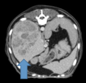 新 当院の特徴ある医療シリーズ 11 肝臓の悪性腫瘍 も 副作用がほとんどない当院独自の治療方法で経過良好です 大和市のct完備の動物病院 湘北どうぶつ次世代医療センター ctセンター 新 当院の特徴ある医療シリーズ 11 肝臓の悪性腫瘍 も 副作用がほとんどない当院独自の治療方法で経過良好です 大和市のct完備の動物病院 湘北どうぶつ次世代医療センター ctセンター