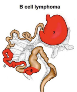こんな症例も治りますシリーズ ４０５】 ネコちゃんの腹部に複数存在 