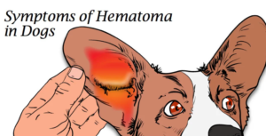 こんな症例も治りますシリーズ 409 ワンちゃんの耳血腫 も適切な診断と治療で治します 大和市のct完備の動物病院 湘北どうぶつ次世代医療センター ctセンター こんな症例も治りますシリーズ 409 ワンちゃんの耳血腫 も適切な診断と治療で治します 大和市のct完備の動物病院 湘北どうぶつ次世代医療センター ctセンター