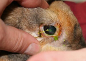 こんな症例も治りますシリーズ ４２４ ウサギの目の合併症 も適切な診断と治療で治します 大和市のct完備の動物病院 湘北どうぶつ次世代医療センター ｃｔセンター