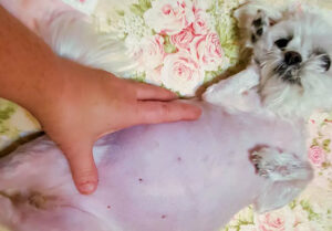 新 当院の特徴ある医療シリーズ １９ 犬の蛋白漏出性腸症 も 効果的な治療方法で治します 湘北どうぶつ次世代医療センター 大和市