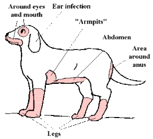 こんな症例も治りますシリーズ ４２８ 犬のヒドイ痒みと脱毛 も適切な診断と治療で治します 湘北どうぶつ次世代医療センター 大和市