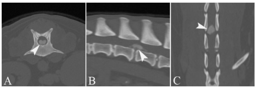 新 当院の特徴ある医療シリーズ ２２ 難易度の高いレベル 低いレベルの椎間板ヘルニアの 新 治療法 を紹介致します 大和市のct完備の動物病院 湘北どうぶつ次世代医療センター ｃｔセンター