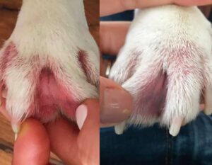 こんな症例も治りますシリーズ ４３８ 犬の医原性クッシングによる難治性の指間炎 も適切な診断と治療で治します 大和市のct完備の動物病院 湘北どうぶつ次世代医療センター ｃｔセンター