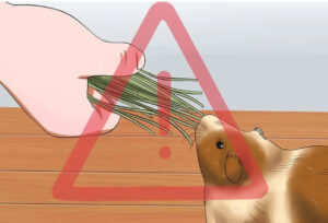 お困りではありませんか？ シリーズ ２】 モルモットを飼ったけど