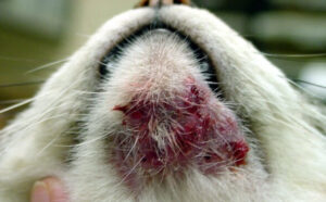 新着情報 湘北どうぶつ次世代医療センター 大和市