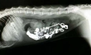 こんな症例も治りますシリーズ ４８４ ネコちゃんのヒモ状異物の誤食 も適切な診断と治療で治します 大和市のct完備の動物病院 湘北どうぶつ次世代医療センター ｃｔセンター