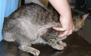 お困りではありませんか シリーズ １０ 猫の心因性脱毛の治療方法 を紹介します 大和市のct完備の動物病院 湘北どうぶつ次世代医療センター ｃｔセンター