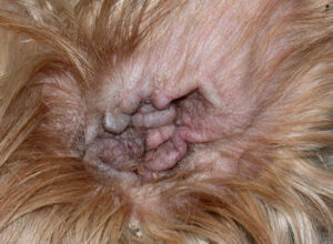 こんな症例も治りますシリーズ ５２１ 柴犬の重症外耳炎に対して全耳道切除手術を実施して 適切な診断から治療で治します 大和市のct完備の動物病院 湘北どうぶつ次世代医療センター ｃｔセンター