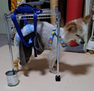 お困りではありませんか アドバイスしますシリーズ １９ 犬の認知症の旋回歩行に対するオリジナル対策 を紹介します 大和市のct完備の動物病院 湘北どうぶつ次世代医療センター ｃｔセンター
